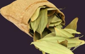 Tej patta is called Bay leaf in English